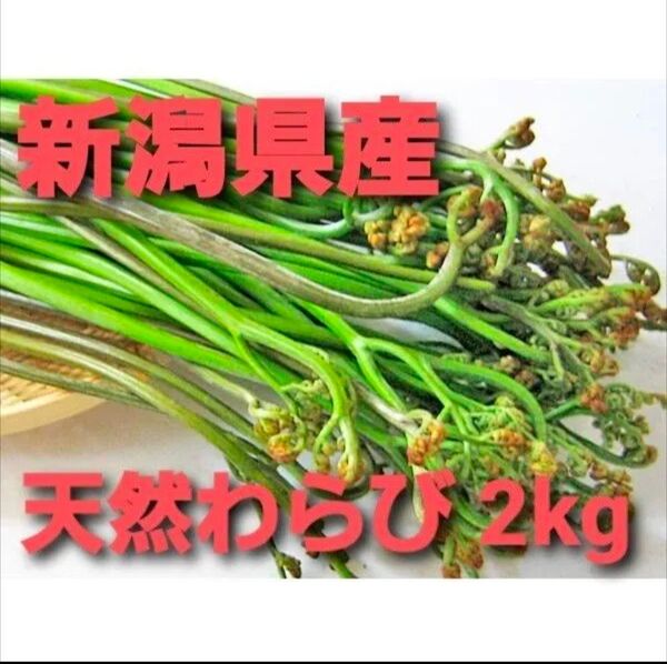 【今シーズンラスト】新潟県産天然わらび2kg
