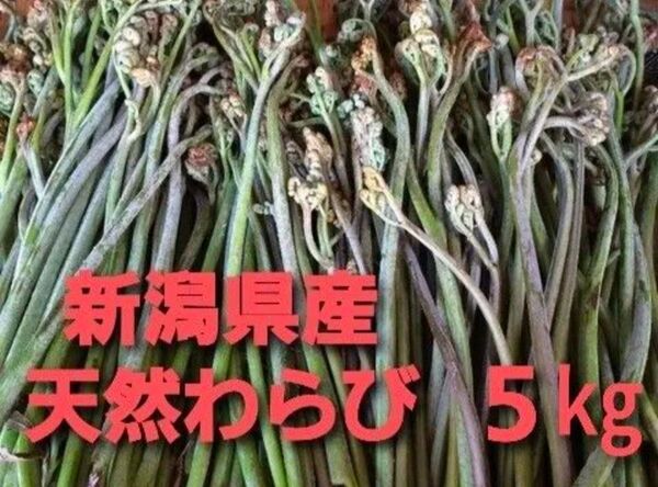 【今シーズンラスト】新潟県産天然わらび5kg