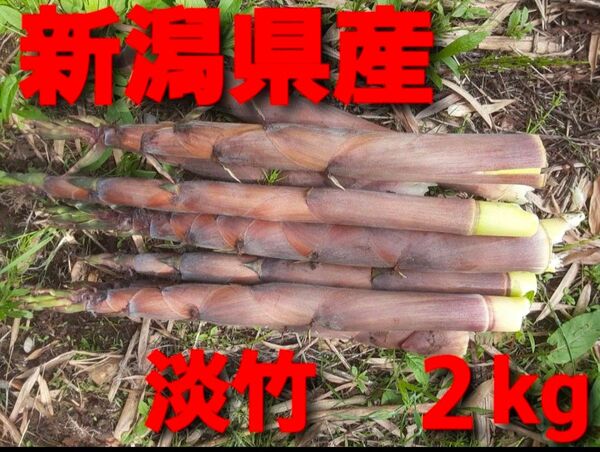 新潟県産ハチク約2kg