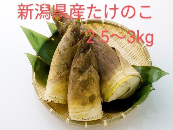 新潟県産たけのこ 2.5〜3kg