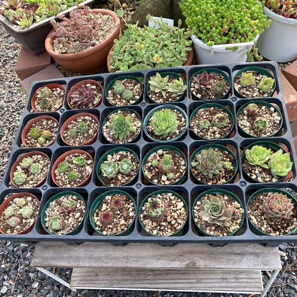 センペルビウム 24種 お名前付き 多肉植物