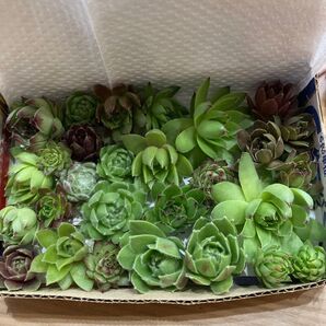 お値下げ!多肉植物 センペルビウム カット苗 詰め合わせ