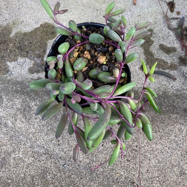多肉植物 ルビーネックレス 抜き苗
