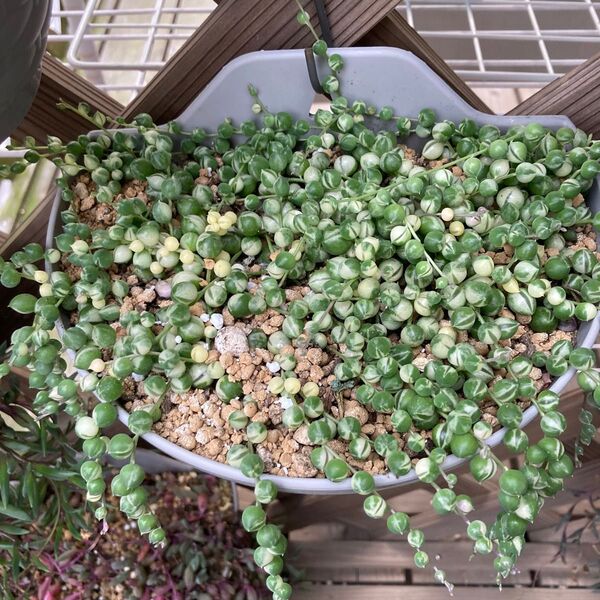 多肉植物 斑入グリーンネックレス マーブルネックレス 鉢ごと発送