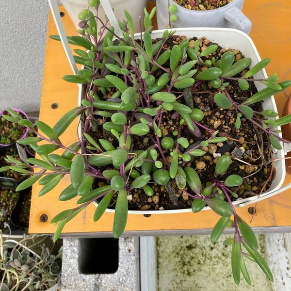 多肉植物 ルビーネックレス 抜き苗
