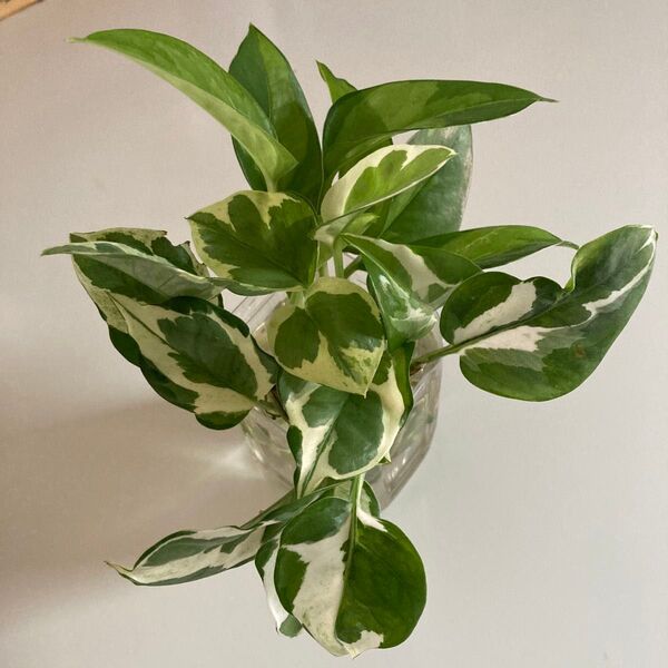 観葉植物 ポトス 2種 カット苗 斑入り