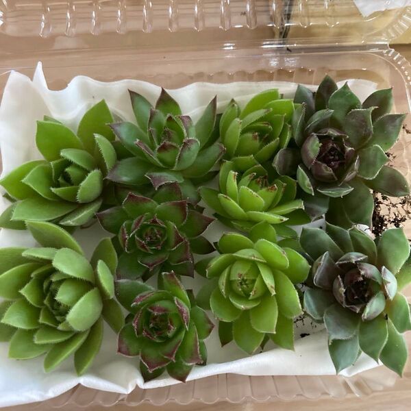 多肉植物 センペルビウム 4種セット お名前付き