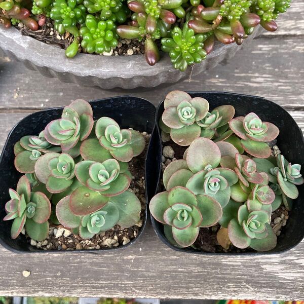 多肉植物 ライムジンガー 抜き苗2ポット分