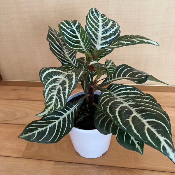 ②観葉植物 アフェランドラ ダニア 鉢ごと発送