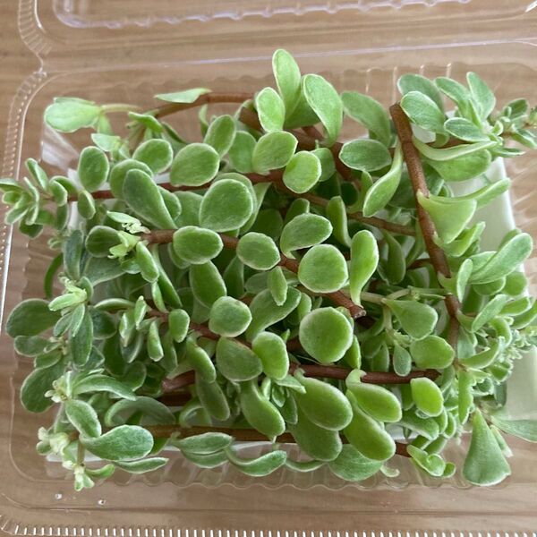 多肉植物 斑入丸葉万年草 カット苗 よく増えます