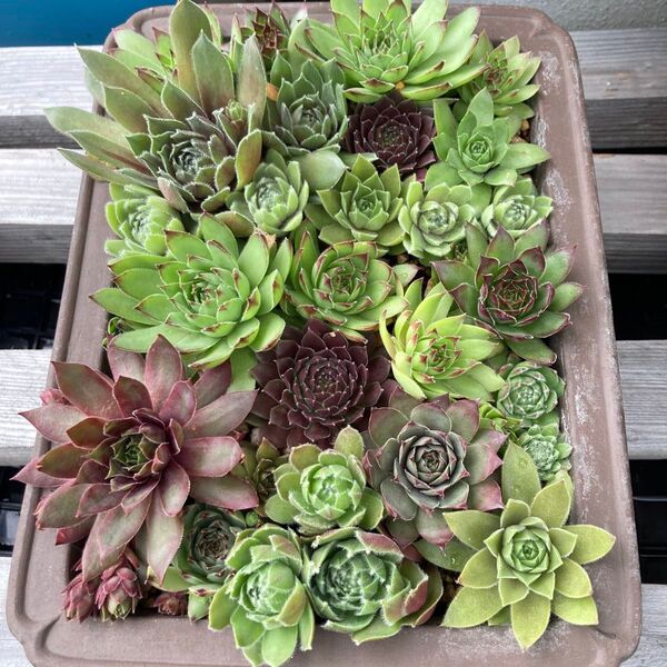 多肉植物 センペルビウム カラフル寄せ植え 抜き苗