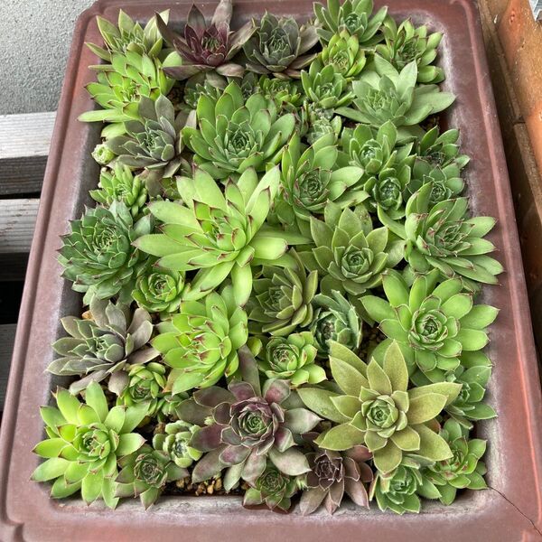 多肉植物 センペルビウム カラフル寄せ植え 特大 鉢ごと