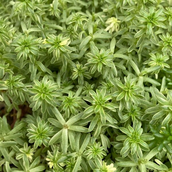 多肉植物 セダム 斑入モリムラ 万年草カット苗