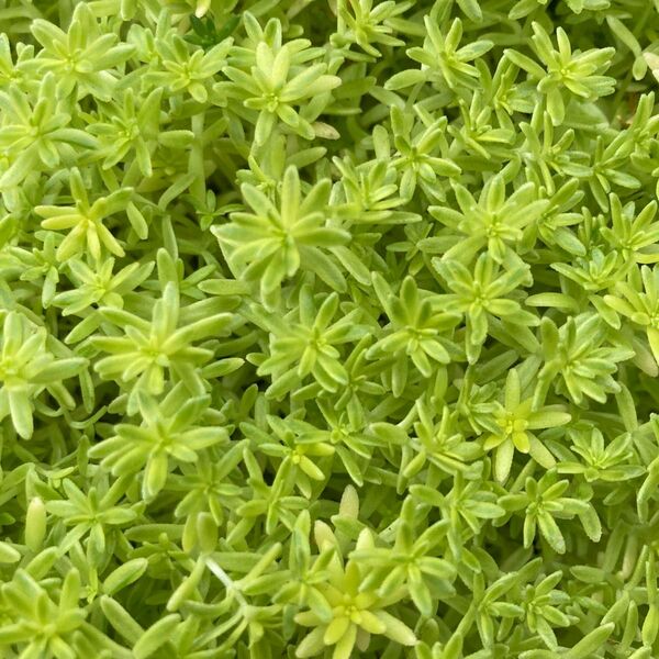 多肉植物 セダム 斑入りミモザ カット苗 よく増えます