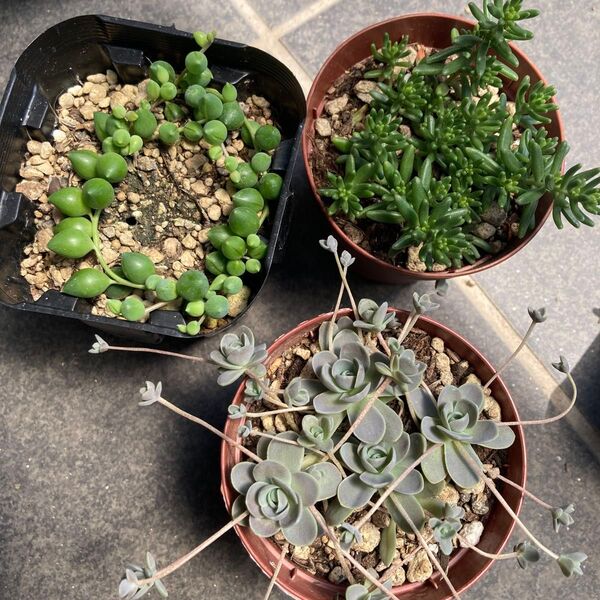 多肉植物 3種抜き苗セット ピーチネックレス 子持ち蓮華 ベッラディンベルノ 寄せ植えに