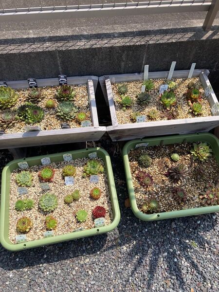 特別価格!多肉植物 センペルビウム 15種お名前付き