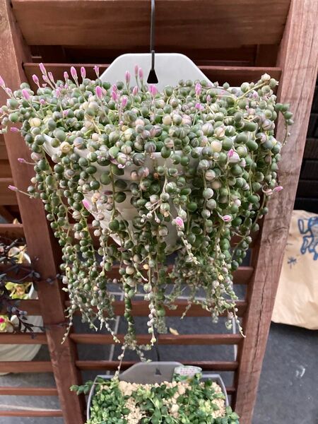 多肉植物 マーブルネックレス カット苗5カット 斑入グリーンネックレス