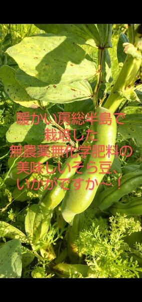 ◆週末SELL中◆【4kg】自然農園そらっ!まめたろ~のそら豆/蚕豆/soramame