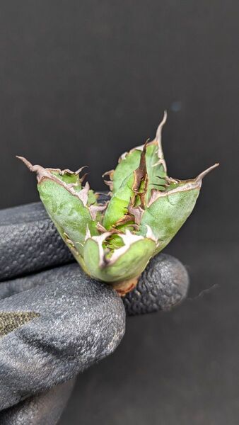 アガベ チタノタ 毒刺産 胖鯨 OC
