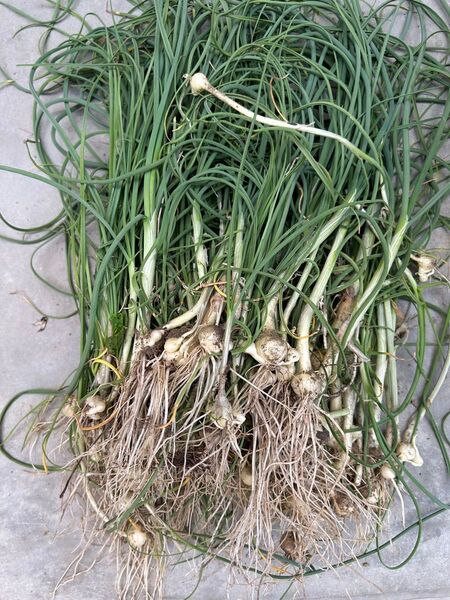 野蒜 ノビル のびる ねんぼろ 300g