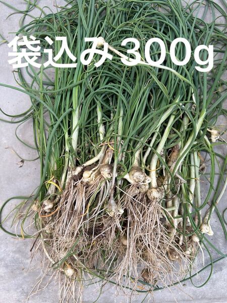 野蒜 ノビル のびる ねんぼろ 300g