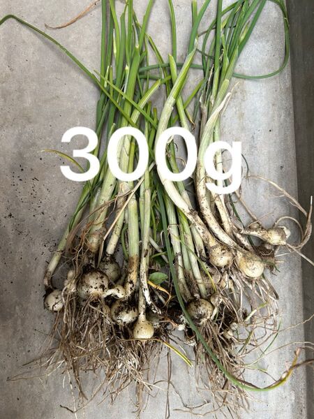 野蒜 ノビル のびる ねんぼろ 300g