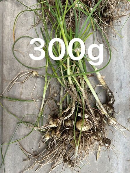 野蒜 ノビル のびる 300g