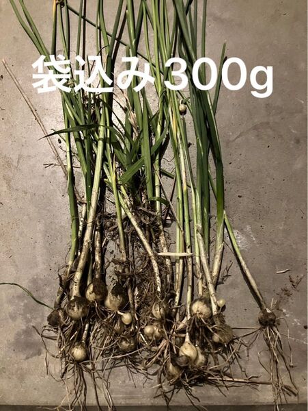 野蒜 ノビル のびる 300g
