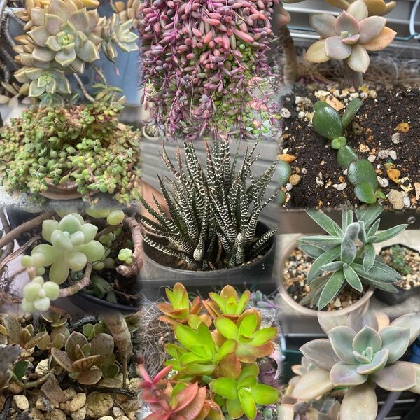 多肉植物 寄せ植え カット苗 抜き苗 詰め合わせ