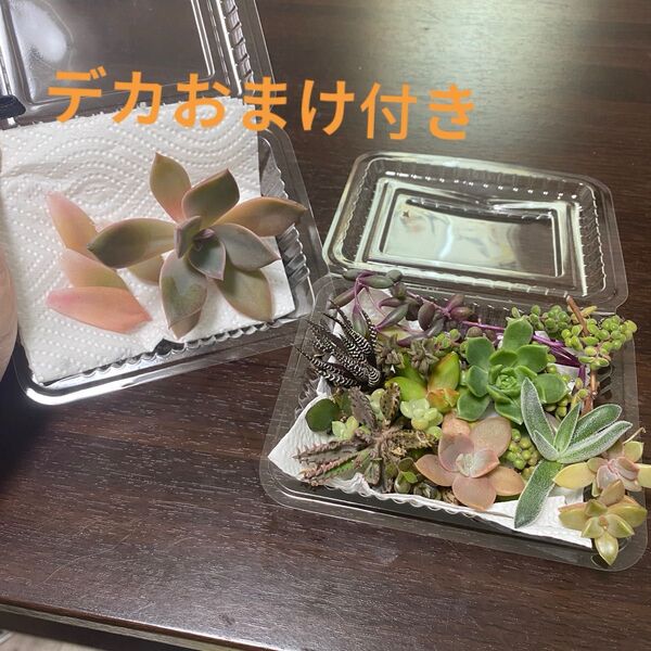多肉植物 寄せ植え カット苗 抜き苗 詰め合わせ