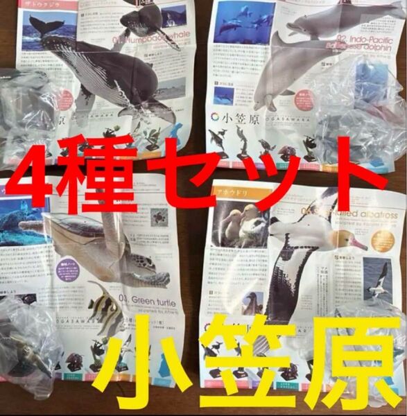 ネイチャーテクニカラー小笠原アオウミガメ ザトウクジラ