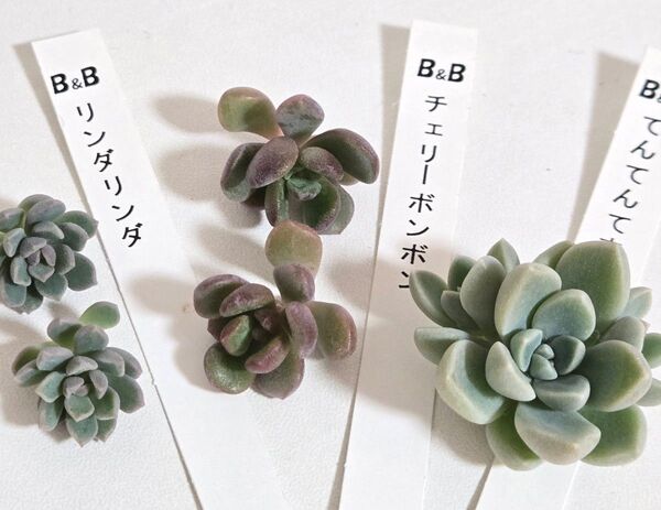 ぼのぼのさん苗 クローン カット苗 多肉植物