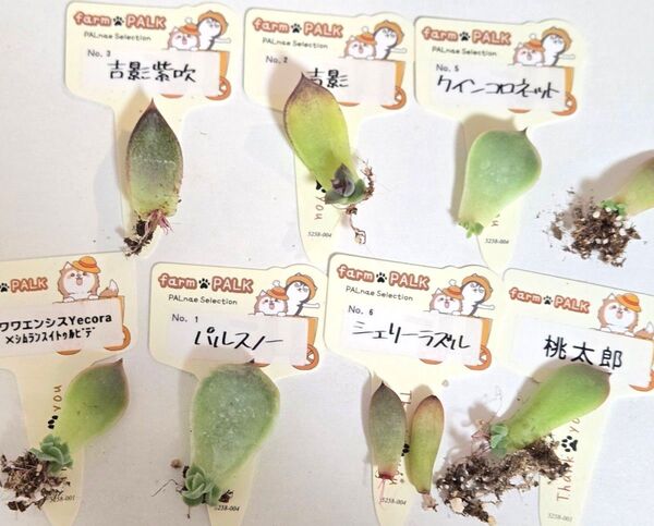 ファームパルクさん苗 多肉アンさん苗 葉挿しセット 多肉植物