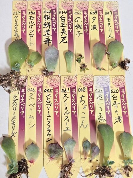 おらいさん苗 クローン 葉挿しセット 多肉植物