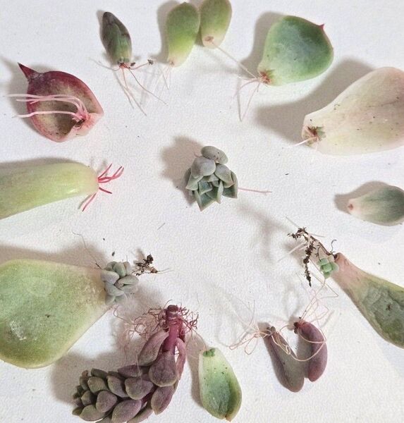 つぶつぶ屋さん苗 クローン 葉挿しセット 多肉植物