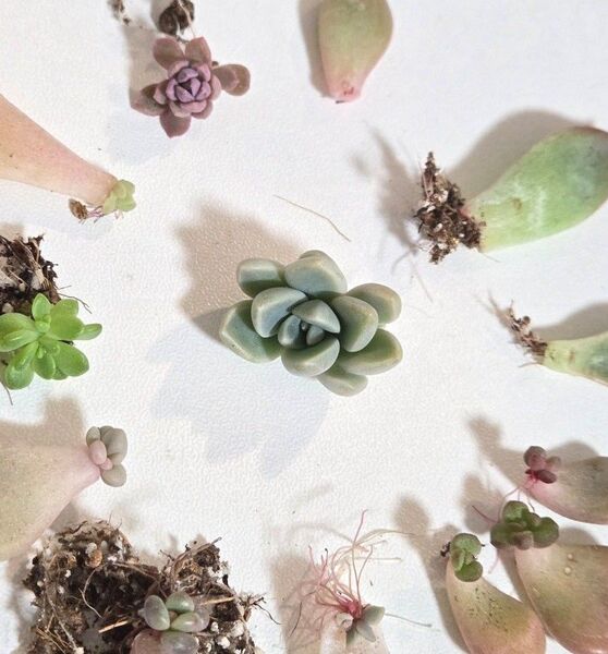 ぼのぼのさん クローン 葉挿しセット 多肉植物