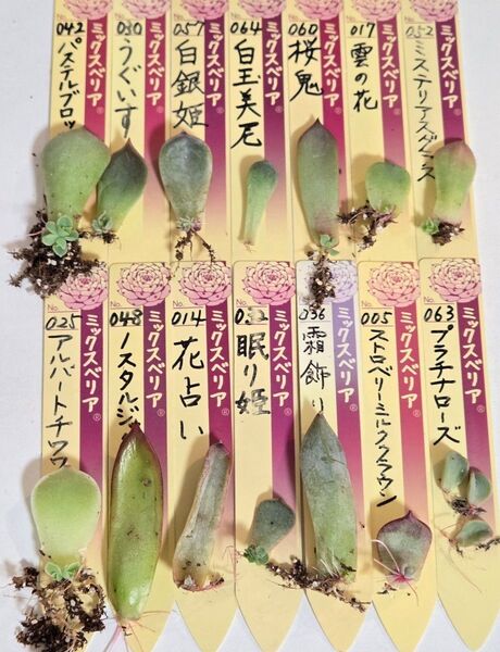 おらいさん苗 クローン 葉挿しセット 多肉植物
