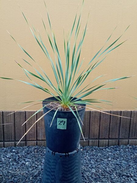 27 ユッカロストラータ Yucca