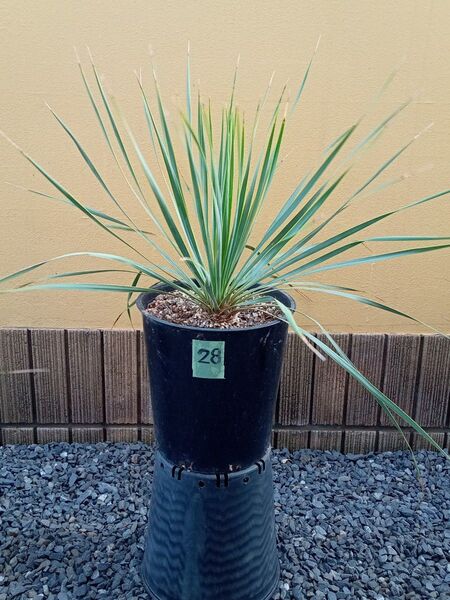 28 ユッカロストラータ Yucca