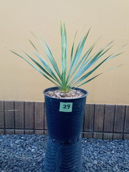 29 ユッカロストラータ Yucca