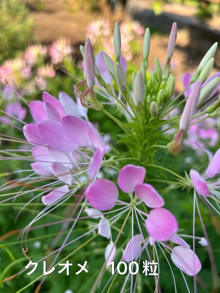 クレオメ 風蝶草 種 100粒