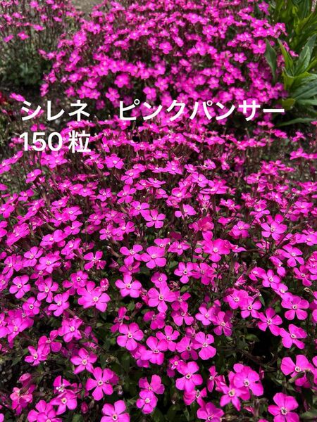 シレネ ピンクパンサー 種 150粒