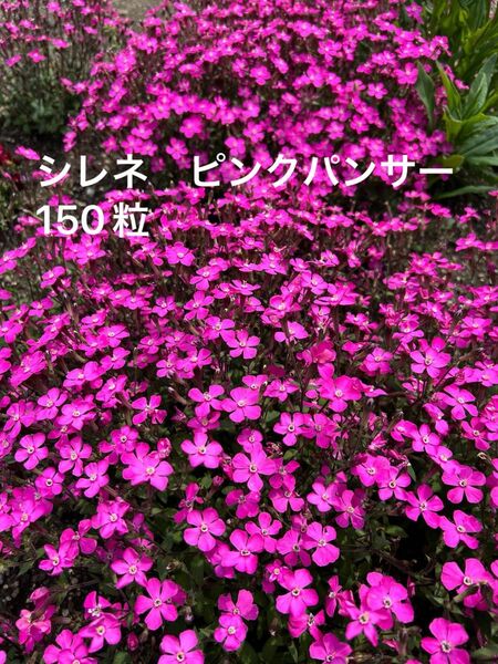 シレネ ピンクパンサー 種 150粒