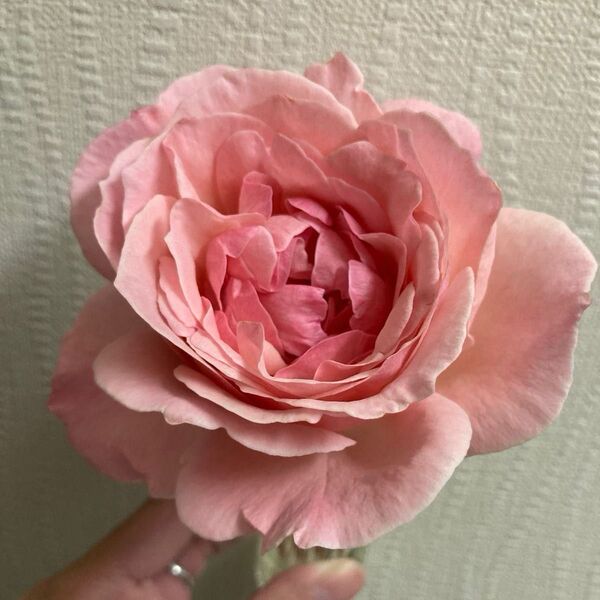 HT ピンク色のバラ 挿し木 幼苗①