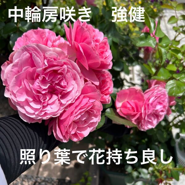 CLピンク色のバラ 挿し木苗②