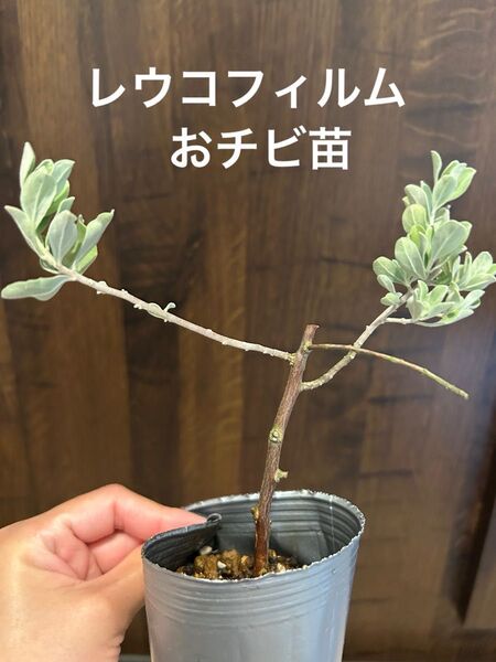レウコフィルム おチビ挿し木苗