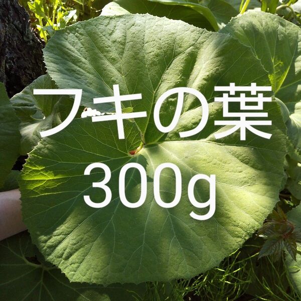 ふきの葉 約300g 新鮮 農薬不使用
