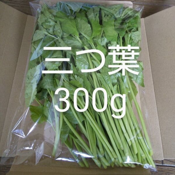 三つ葉 約300g 新鮮 天然物 農薬不使用