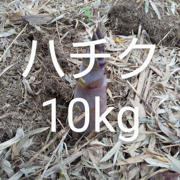 ハチク約10kg 新鮮 農薬不使用