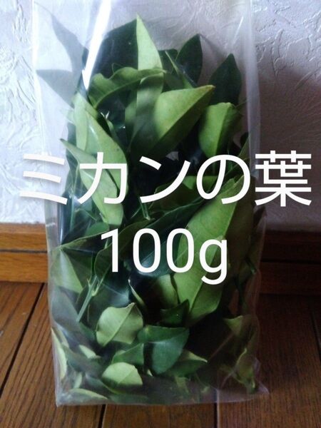 みかんの葉小枝付き 約100g 新鮮 農薬不使用